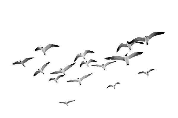 Pienaar, Kathrin 아티스트의 Flying Birds작품입니다.