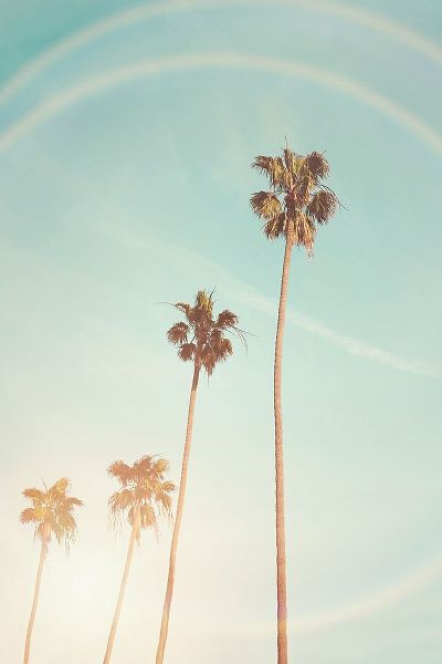 Pienaar, Kathrin 아티스트의 Sunny Cali Palm Tree작품입니다.
