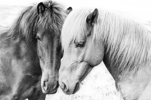 Pienaar, Kathrin 아티스트의 Horse Love작품입니다.