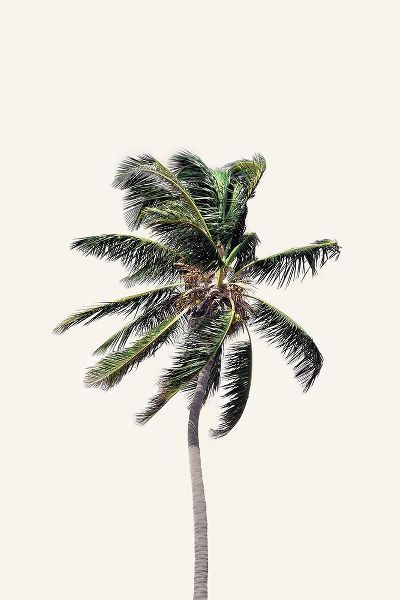 Pienaar, Kathrin 아티스트의 Windy Palm Tree작품입니다.