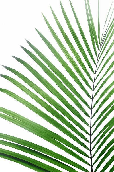 Pienaar, Kathrin 아티스트의 Green Palm Leaf작품입니다.