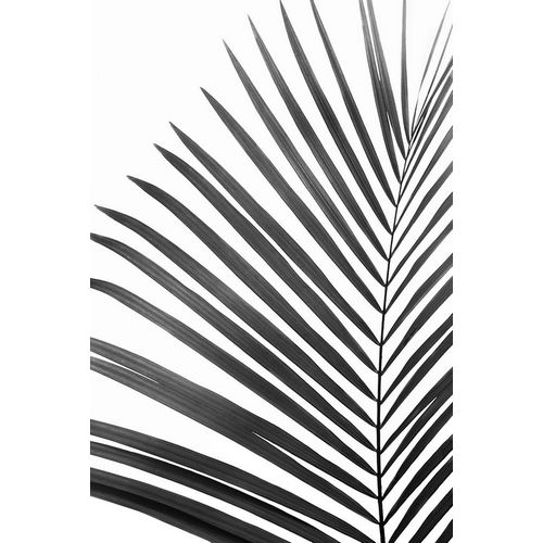Pienaar, Kathrin 아티스트의 BW Palm Leaf작품입니다.