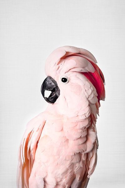 Pienaar, Kathrin 아티스트의 Pink Cockatoo작품입니다.