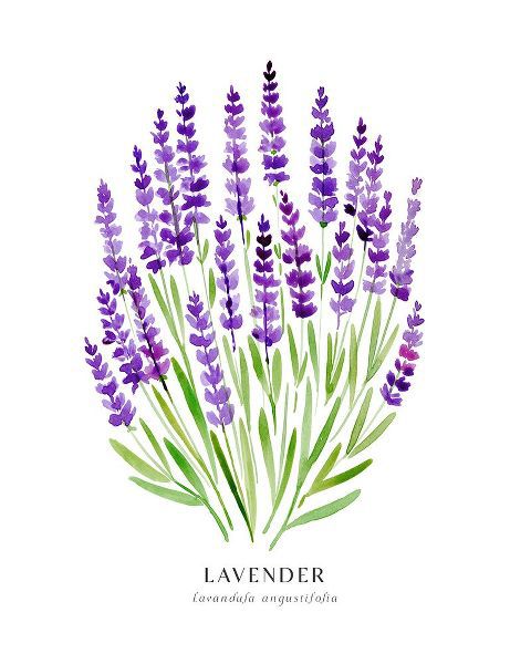 Laiz Blursbyai, Rosana 아티스트의 Lavender I작품입니다.