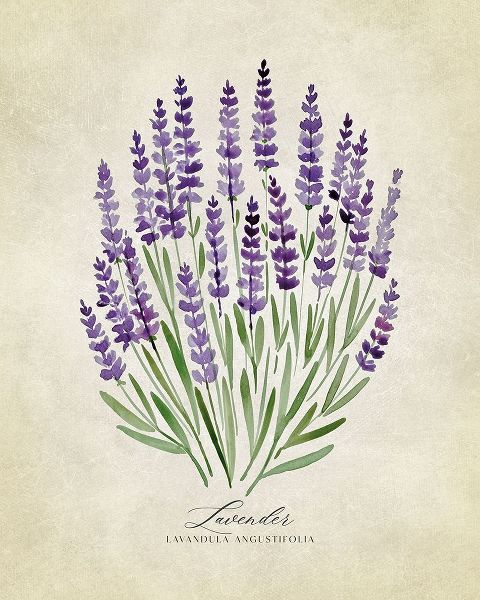 Laiz Blursbyai, Rosana 아티스트의 Lavender vintage작품입니다.