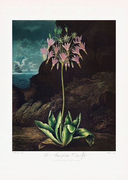 The American Cowslip from The Temple of Flora (1807)