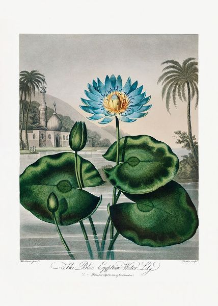 The Blue Egyptian Water-Lily from The Temple of Flora (1807)