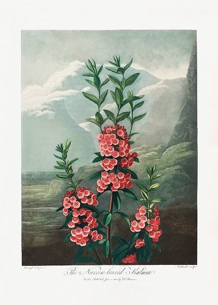 The NarrowaLeaved Kalmia from The Temple of Flora (1807)