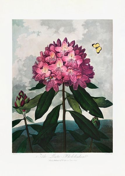 The Pontic Rhododendron from The Temple of Flora (1807)