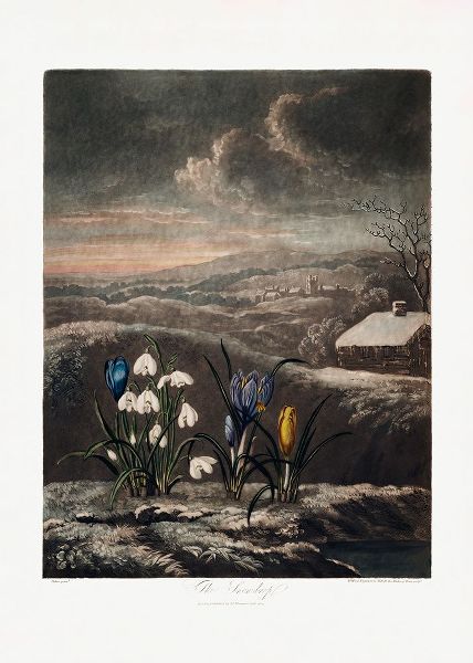 The Snowdrops from The Temple of Flora (1807)