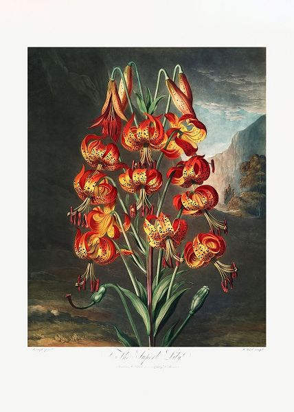 The Superb Lily from The Temple of Flora (1807)