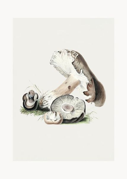 Vintage Agaricus Augustus Mushroom 50x70