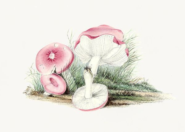 Vintage Russula Emetica Mushroom