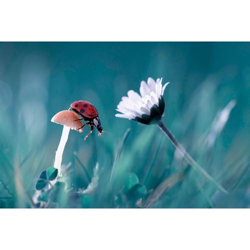 Bravin, Fabien 작가의 The Story Of The Lady Bug That Tries To Convice The Mushroom To Have A Date With The Beautiful Daisy 작품