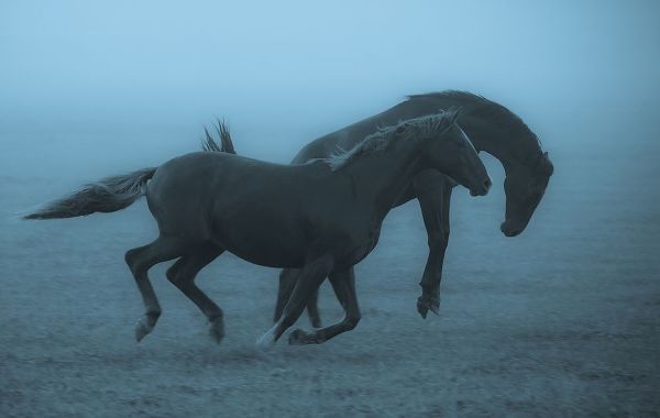 Wallberg, Allan 아티스트의 Horses In The Fog작품입니다.