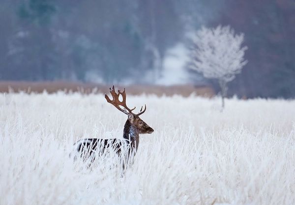 Wallberg, Allan 작가의 Fallow Deer In The Frozen Winter Landscape 작품