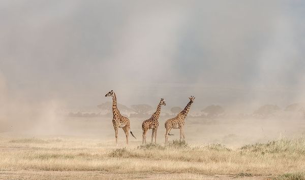 C. Sink, Jeffrey 작가의 Weathering The Amboseli Dust Devils 작품
