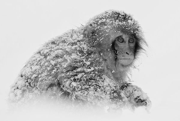Tjandra, C.S. 아티스트의 Snow Monkey작품입니다.