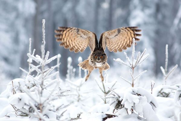 Zygmunt, Milan 작가의 Eurasian Eagle-Owl 작품