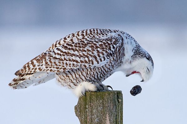 Cumming, Jim 작가의 Snowy Owl - Cough It Up Buddy 작품