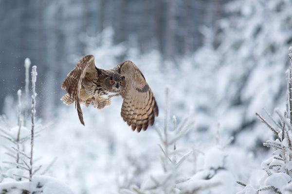 Zygmunt, Milan 작가의 Eurasian Eagle-Owl 작품