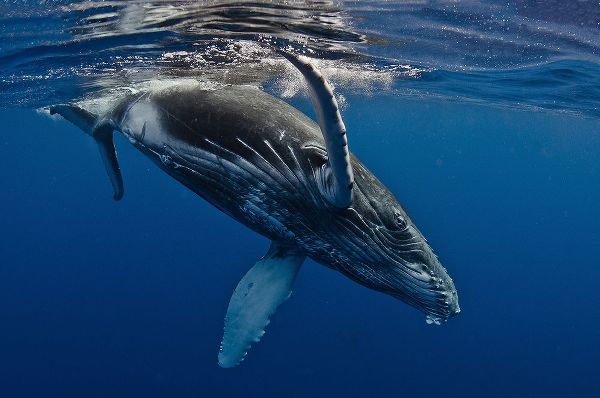 Peneau, Cedric 작가의 Humpback Whale Calf-Reunion Island 작품
