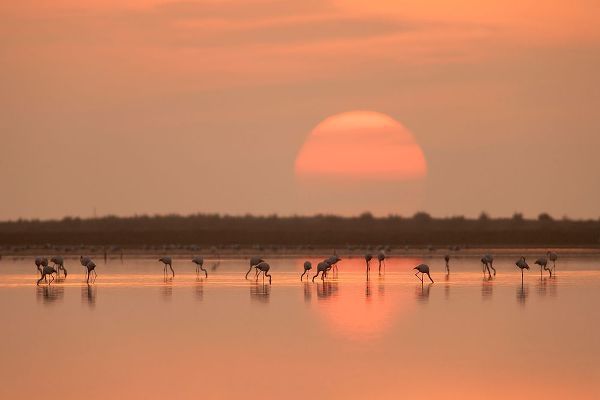 Gil Raga, Joan 작가의 Flamingos At Sunrise 작품