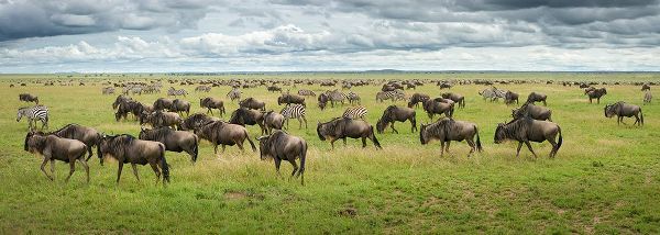 Trubitsyn, Kirill 작가의 Great Migration In Serengeti Plains 작품