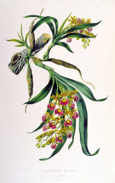 Orchid, Galeandra Baueri