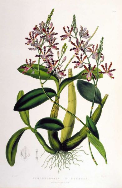 Orchid, Schomburgkia Tibicinus