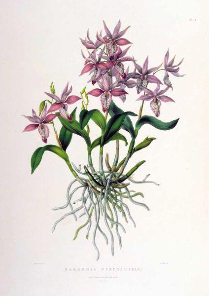 Orchid, Barkeria Spectabilis