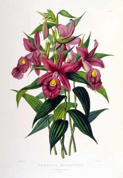Orchid, Sobralia Macrantha