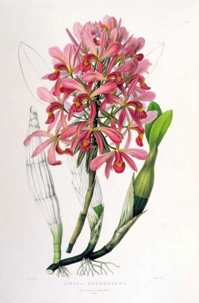 Orchid, Laelia Superbiens