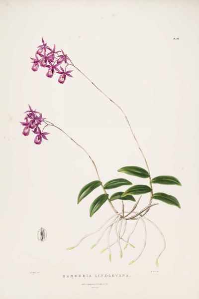 Orchid, Barkeria Lindleyana