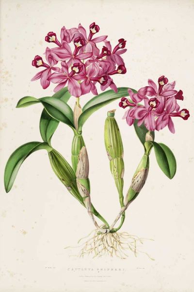 Orchid, Catleya Skinneri