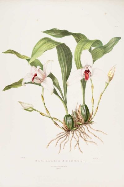 Orchid, Maxillaria Skinneri