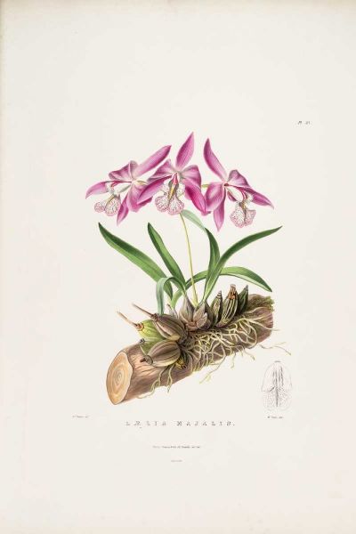 Orchid, Laelia Majalis