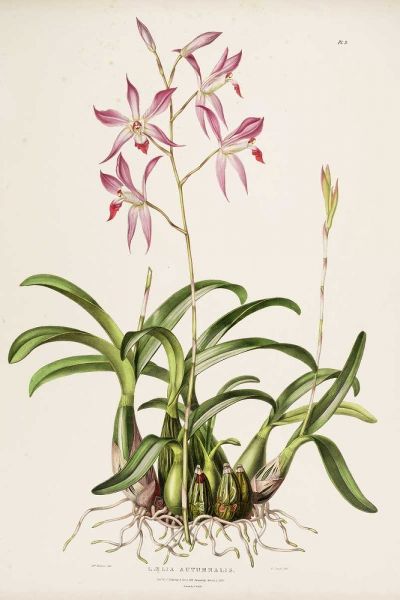 Orchid, Laela Autumnalis