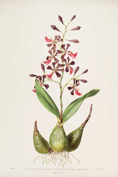 Orchid, Epidendrum Macrochilum