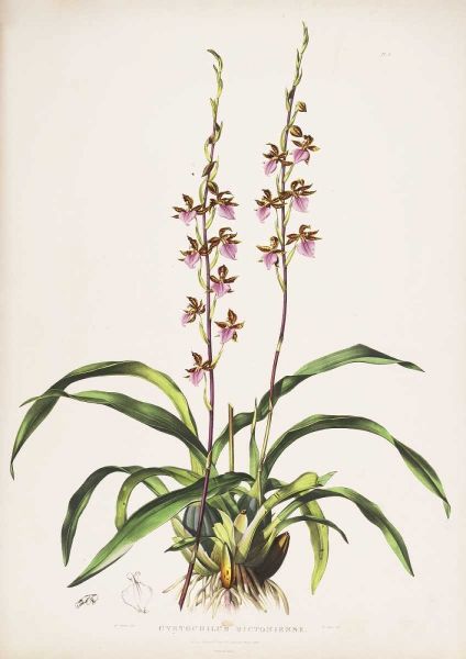 Orchid, Cyrtochilum Bictioniense