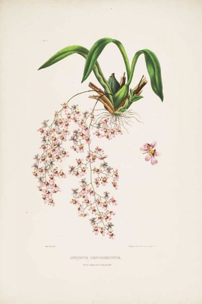 Orchid, Oncidium Bateman