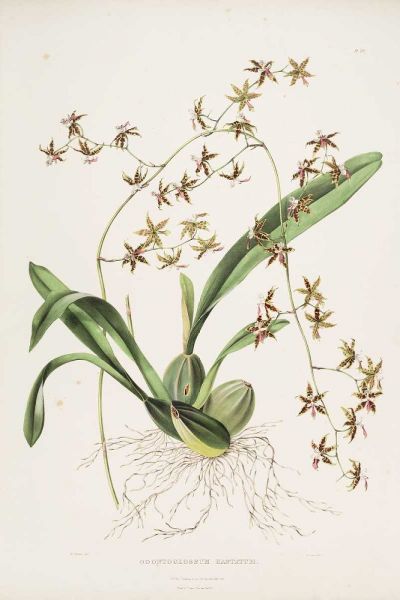 Orchid, Odontoglossum Hastatum