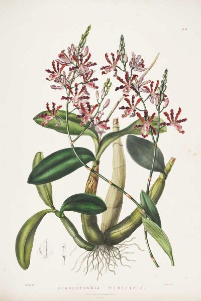 Orchid, Schomburgkia Tibicinis