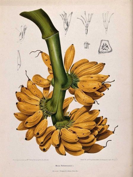 Plantain, Banana