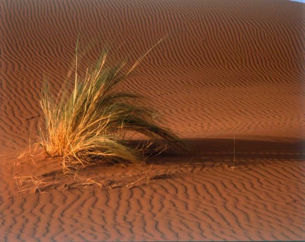 Grass, Sand Dune Sahara