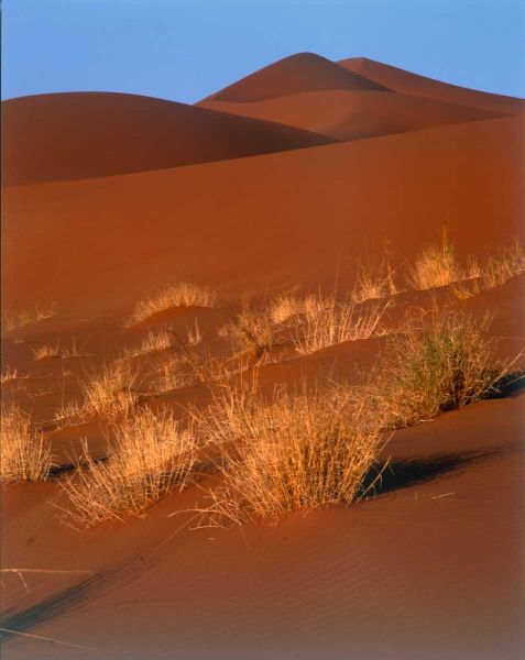 Grasses, Sand Dunes Sahara