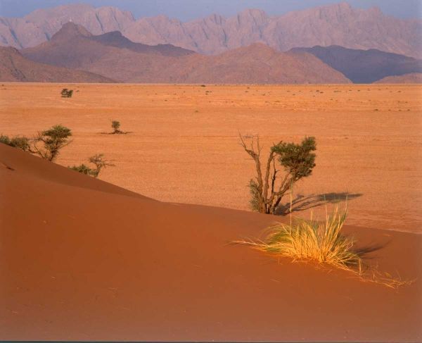 Grasses, Trees, Sand Dunes Sahara