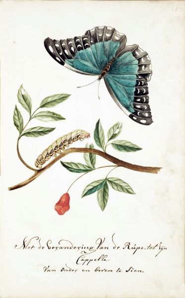 Plant With Leaves, Caterpillar, Butterfly