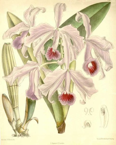 Orchid, Cattleya Lawrenceana