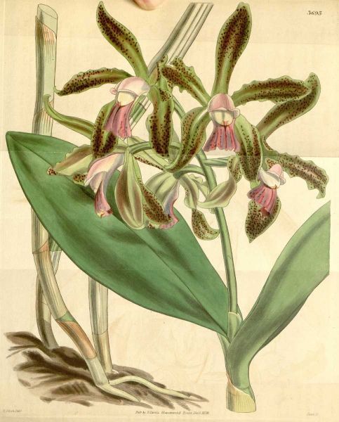 Orchid, Cattleya Guttata